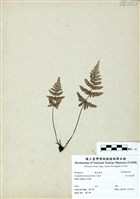 藏品(深山粉背蕨)的圖片